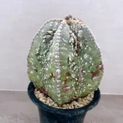 《hiro様専用ページ》『アストロフィツム　ランポー 玉』極美大株　袖台付苗