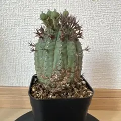 NO1−モリカリ蝦 自根苗 花サボテン エキノケレウス属 蕾あり 現在開花