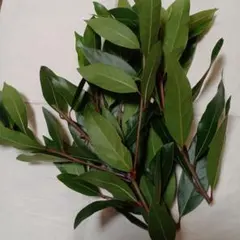 月桂樹 生葉　 枝付き15本　スワッグ　新鮮　無農薬
