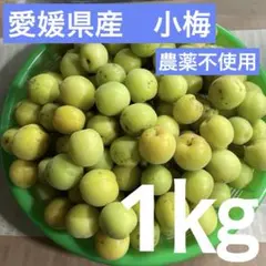 愛媛県特産の小梅　１kg 完熟間近フルーティー　宅急便コンパクトにて　農薬不使用のサムネイル