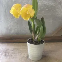 2026年最新】ソフロニティスの人気アイテム - メルカリ