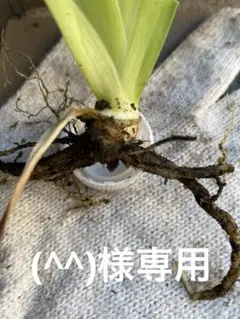 ジャーマンアイリス 黒　球根のサムネイル