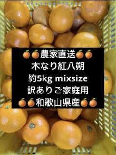 【GW限定10％OFF】木なり紅八朔 約5kg ミックスサイズ 訳あり和歌山県産