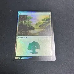 MTG マジック　森　基本土地　005/005 プロモのサムネイル