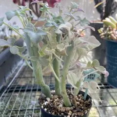 じぇむ様 リクエスト 3点 まとめ商品