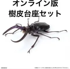 いきもの大図鑑 くわがた10 フェイスタメルシワバネクワガタ