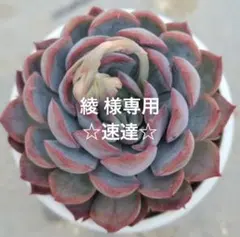 葉挿しセットB❤おらいさん5種(MB4種入り)O’sさん2種、ビーハウス2種…