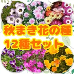 コバ様 リクエスト 2点 まとめ商品