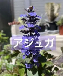 アジュガ 苗 10株 - メルカリ