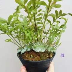 2026年最新】レカノプテリスの人気アイテム - メルカリ