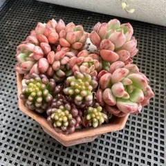 まりちゃん様 リクエスト 2点 まとめ商品