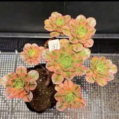 51 #観葉植物 アエオニウム錦❤️ブロンズメダル錦❤️甜茶❤️7大頭17cm 拔き苗のサムネイル