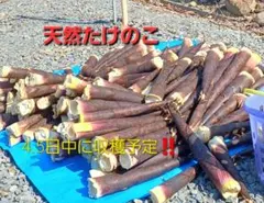 岩手県産　天然たけのこ 真竹のサムネイル
