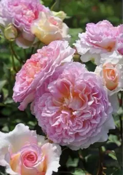 トロイメライ　バラ苗　人気薔薇　切り花品種　強香　希少　メルカリ便　a4のサムネイル