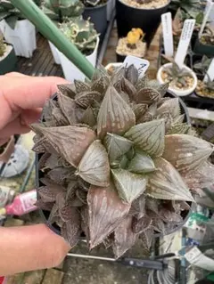 多肉植物 ハオルチア 新氷砂糖錦 鮮明錦 極上斑 - メルカリ