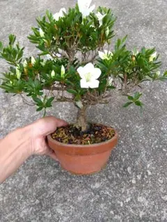皐月　さつき　盆栽　5号陶器鉢つき　⑧のサムネイル