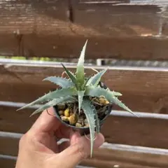 2026年最新】dyckia DAKOTAの人気アイテム - メルカリ