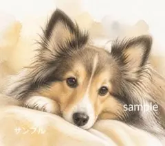 シェルティ　シェルティー　水彩画風