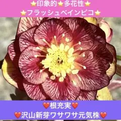 ❤️根充実❤️沢山新芽ワサワサ元気株❤️3289⭐️印象的⭐️多花性⭐️フラッシュベインピコ