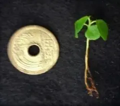 白斑入り 実生/抜き苗 クロヨナ クロユーナ マメ科 常緑樹木 植物園芸