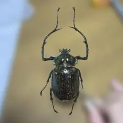 ベトナム産 ヤンソニーテナガコガネ 標本 - メルカリ