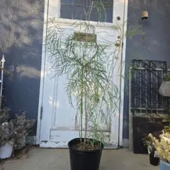 2026年最新】グレビレア ピンクサプライズの人気アイテム - メルカリ