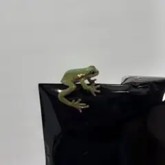 【NINA】アマガエルイヤーカフ