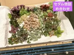 ★セダム★カット苗　 多肉植物　グリーンネックレス 寄せ植えに