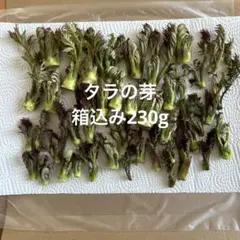 タラの芽 箱込み230g ネコポスのサムネイル