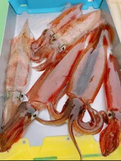 ＫＡＺＺ様 リクエスト 2点 まとめ商品