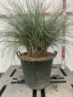 巨大　カリバナス　フーケリー　発根済み カリバナスフーケリー | STORES