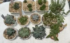 多肉植物　エケベリア センペルビウム　色々セット