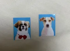 犬証明写真ガチャ　ミニステッカー 2枚セット‼️