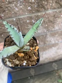 2025年最新】屈原の舞扇の人気アイテム - メルカリ