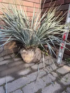 早いもの勝ち　ユッカ　ロストラータ　な