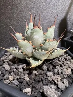 2026年最新】アガベ bb エボリスピナの人気アイテム - メルカリ