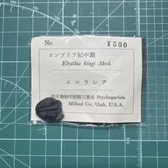 三葉虫 化石 Elrathia kingi Meek