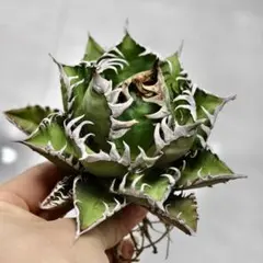 A37SSS特選 アガベAgave 牡丹葉白鯨 極上強棘陽炎狂刺 大甲蓋球形包葉 A37SSS特選 アガベAgave 牡丹葉白鯨 極上強棘陽炎狂刺 大甲蓋