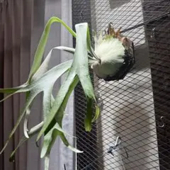 は*き様 ティランジア　ピンクソルベット　T\