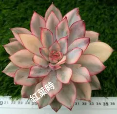 多肉植物   ムーンガドニス覆輪錦 多肉植物 ムーンガドニス覆輪錦 多肉植物 ムーンガドニス覆輪錦