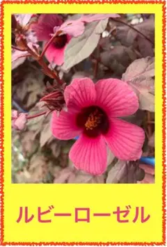 yoshio様 リクエスト 2点 まとめ商品