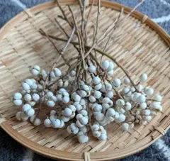 ナンキンハゼ ガーデニング