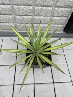 ⚜️激レア⚜️ 大株　ユッカ　グロリオサ　散り斑入り　no2 ⚜️激レア⚜️ 大株 ユッカ グロリオサ 散り斑入り no2 2025年