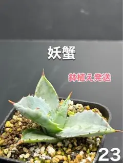 ⚠️⚠️⚠️ jyori-jyori-seijin様‼️専用‼️‼️‼️