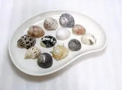 ヤドカリ貝殻 S〜Mサイズ位 ヤドカリさんの宿替えに♪12個セット③