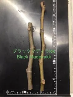 2025年最新】イチジク苗 ブラックマデイラの人気アイテム - メルカリ