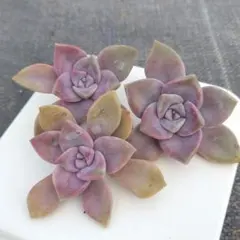 2026年最新】パープルディライトの人気アイテム - メルカリ