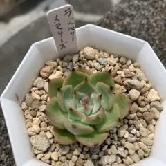 Shiho様 リクエスト 2点 まとめ商品