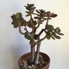 blue-sky様 リクエスト 2点 まとめ商品