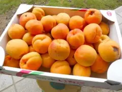 信州産　生あんず　信州大実３.5kg 　【朝９時まで出品】のサムネイル